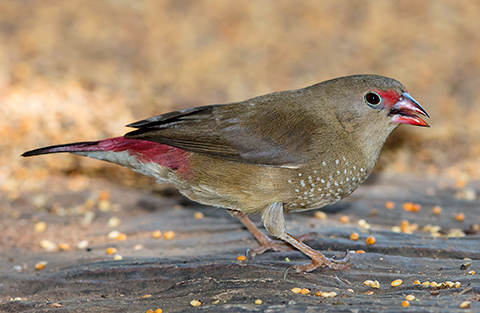 Red-billed Firefinch female